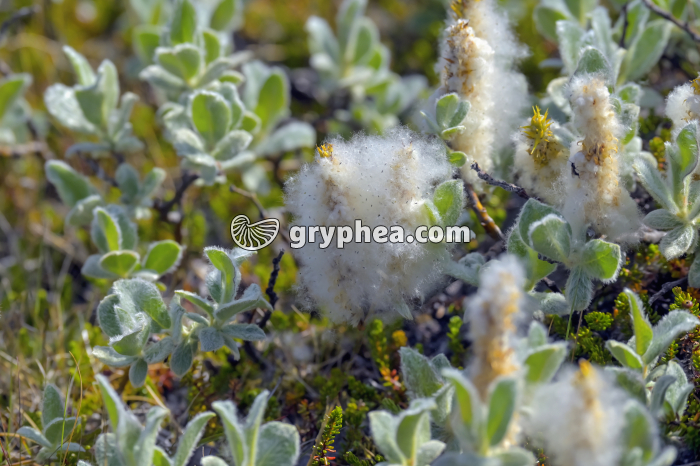 Saule nain - Semences (Islande) - gryphea.org
